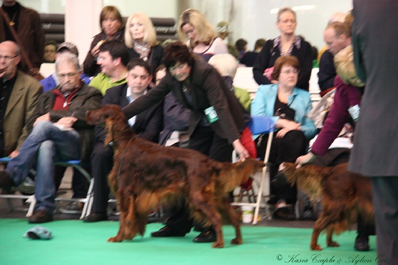 Crufts2011 694.jpg